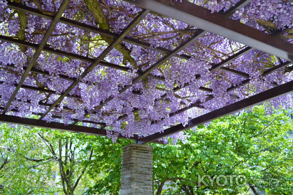 桜井公園　藤棚