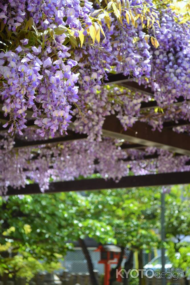 首途八幡宮さんの参道を背景に