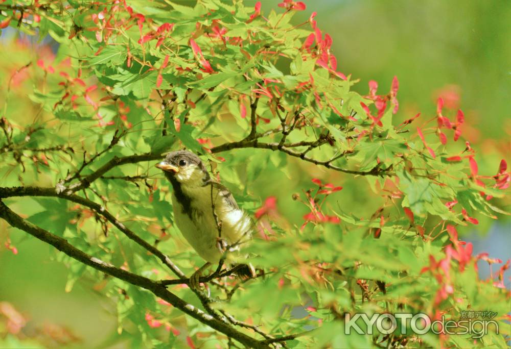 シジュウカラさん巣立ち