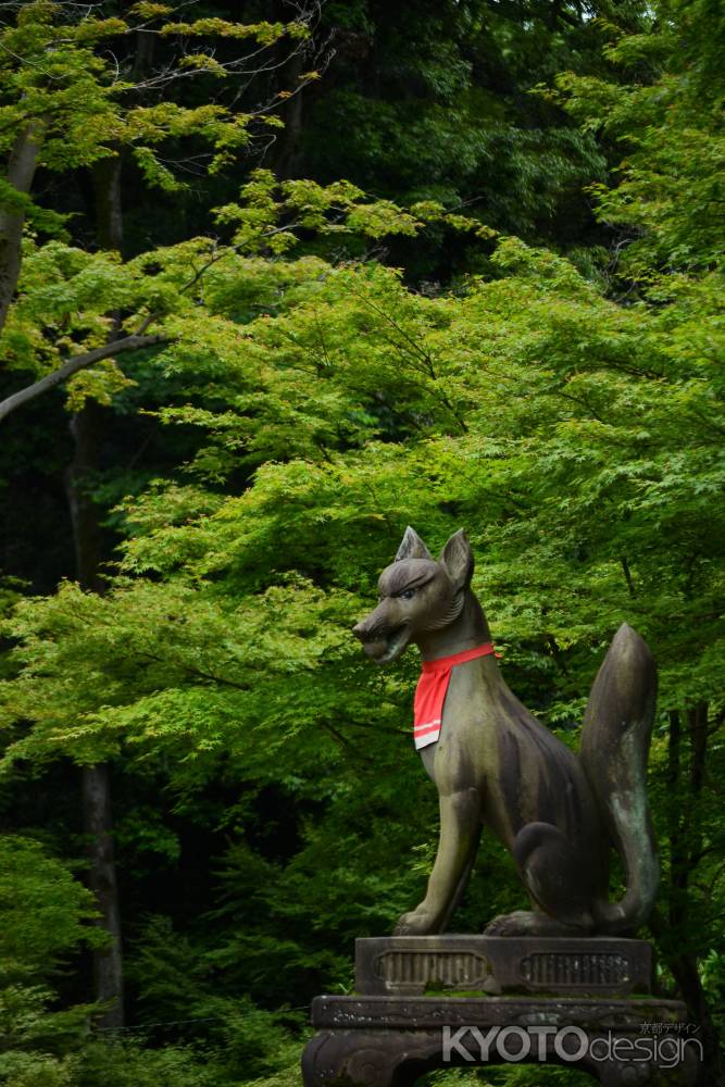 深緑のキツネさん