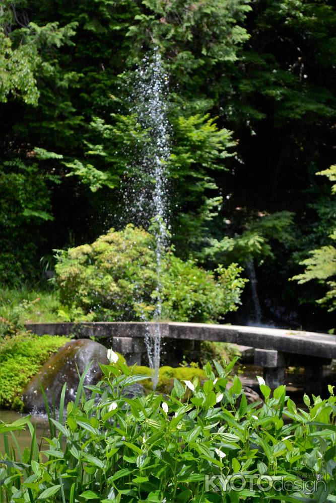 噴水と半夏生