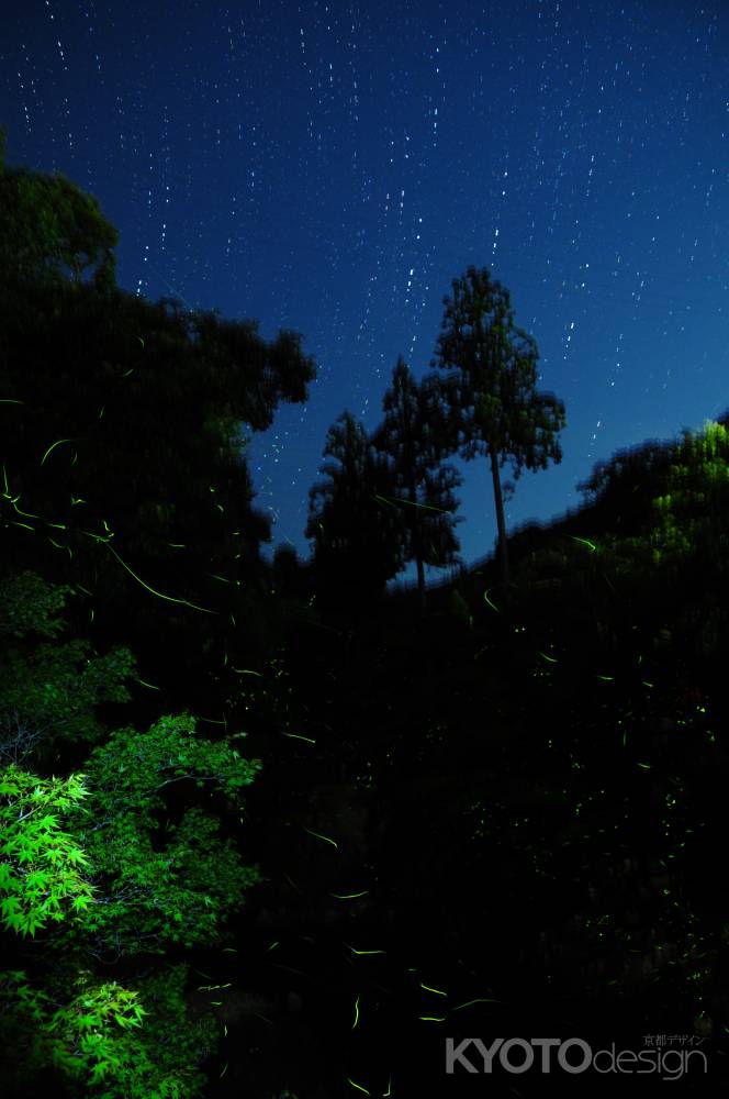 天から星が落ちてきた…ホタル