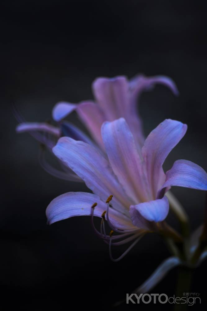 リコリス　スクアミゲラ