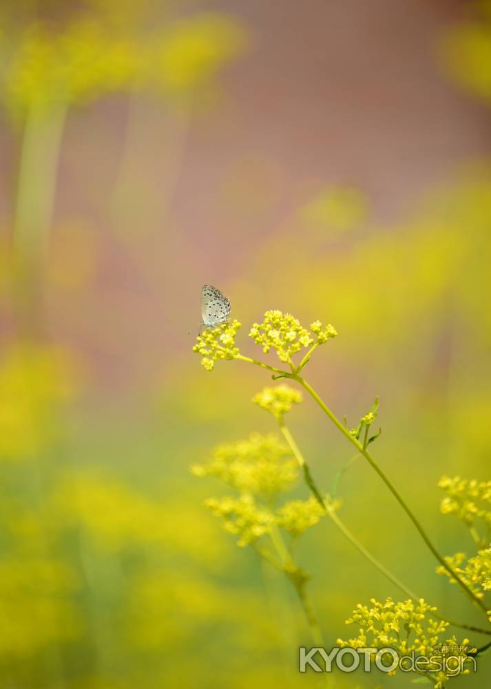 おみなえしにシジミちゃん