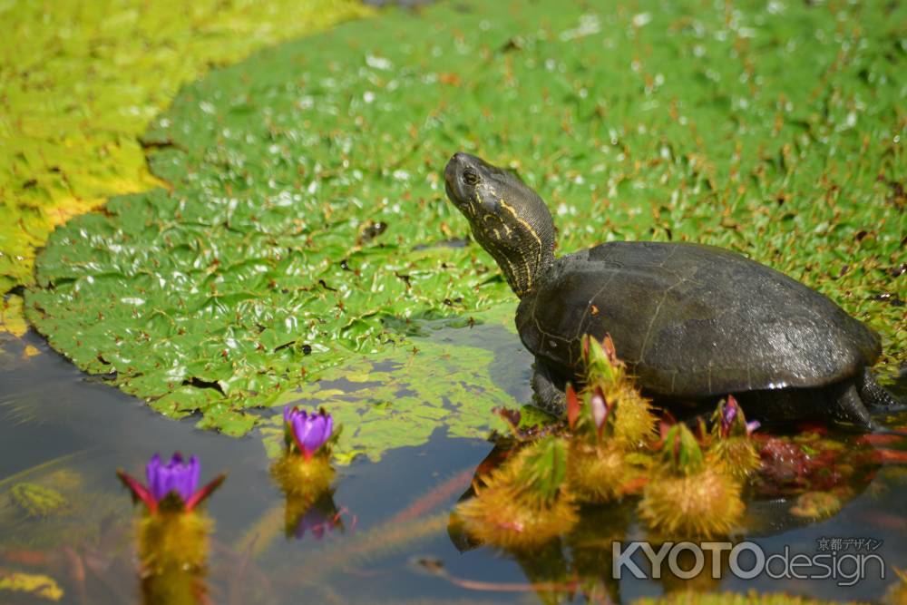 オニバスがカメバスに