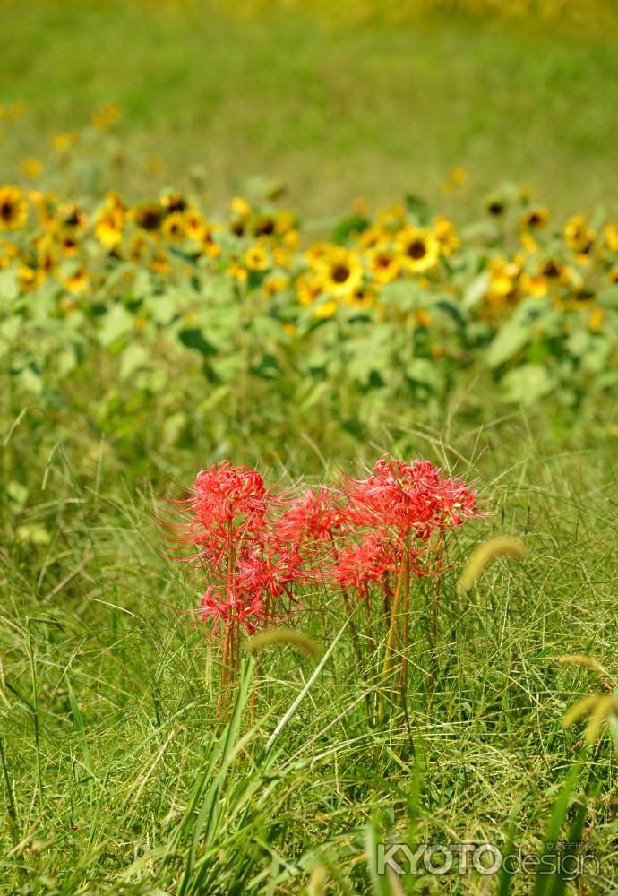 ヒマワリと彼岸花