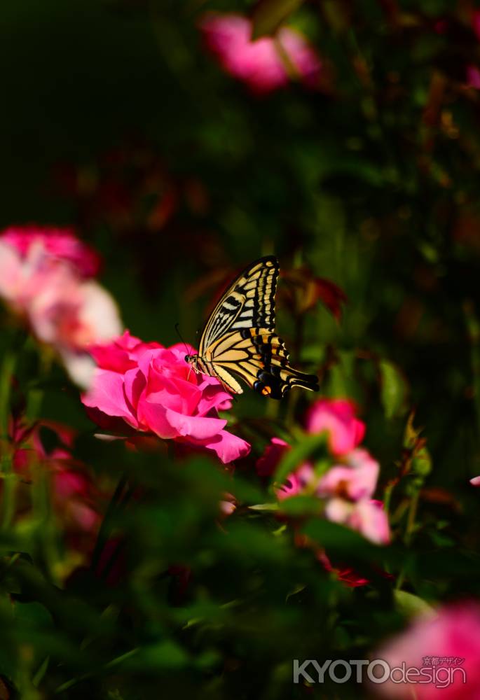 秋バラとアゲハチョウ