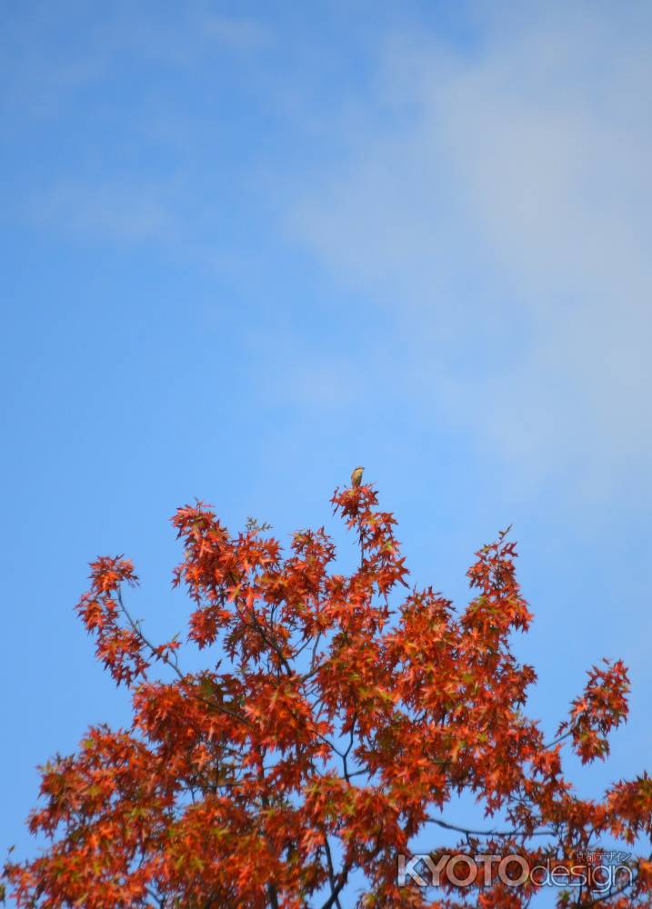 ウルトラセブン　秋空高く