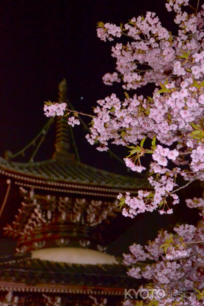 嵯峨お松明式　河津桜