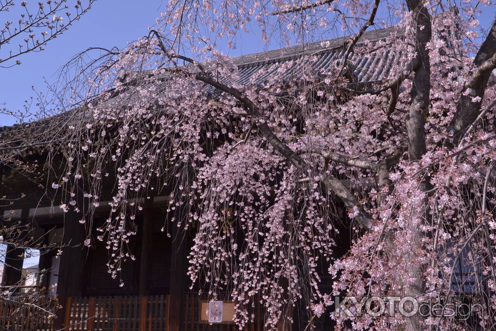 立本寺　枝垂桜　2024