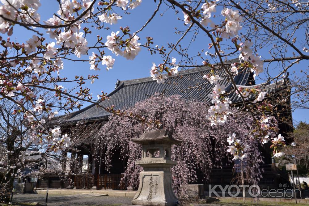 ソメイヨシノも楽しめます