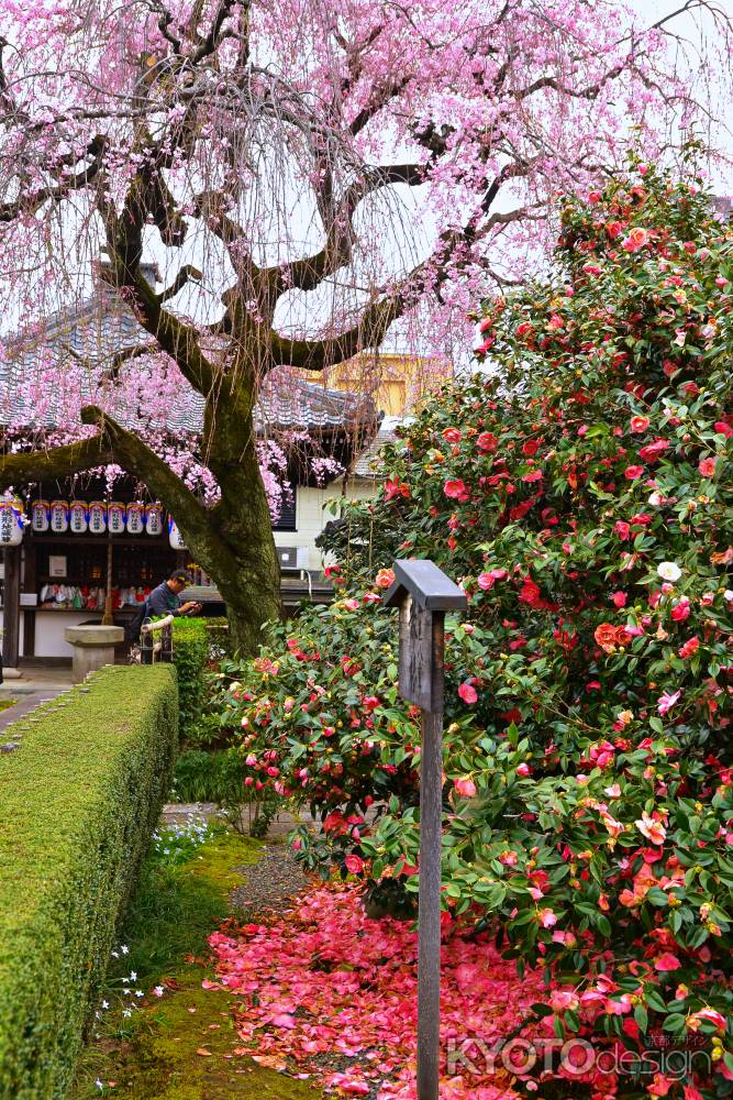 散椿と枝垂桜　2024