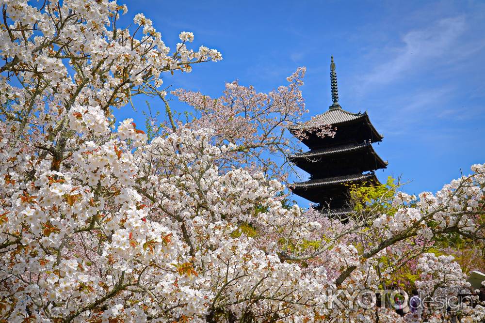 花遅く御室桜輝けり
