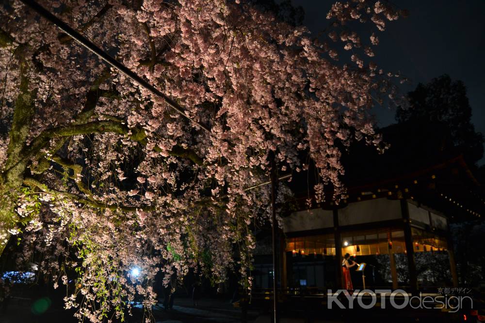 平野神社さん桜コンサート　2024
