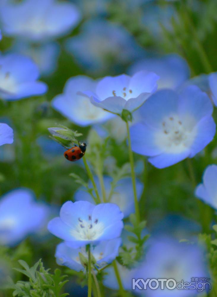 天道虫と瑠璃唐草