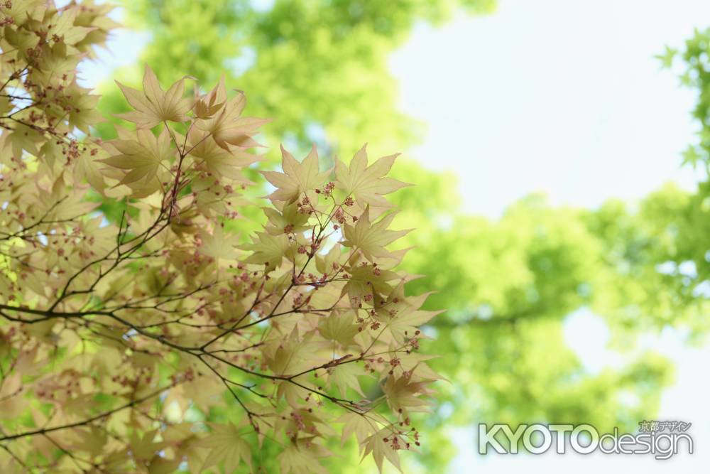 はんなり　もみじ