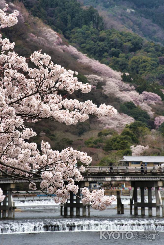 嵐山の桜