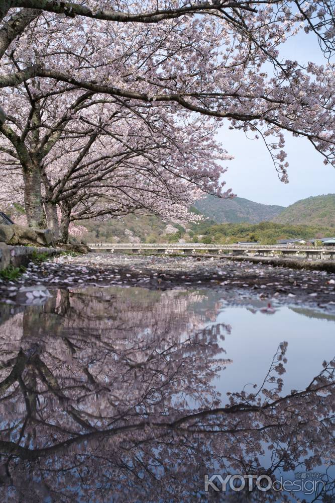 雨上がり桜満開の嵐山