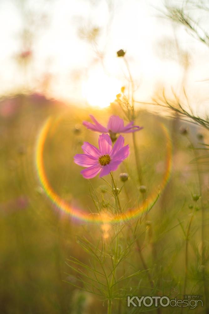 嵯峨広沢のコスモス