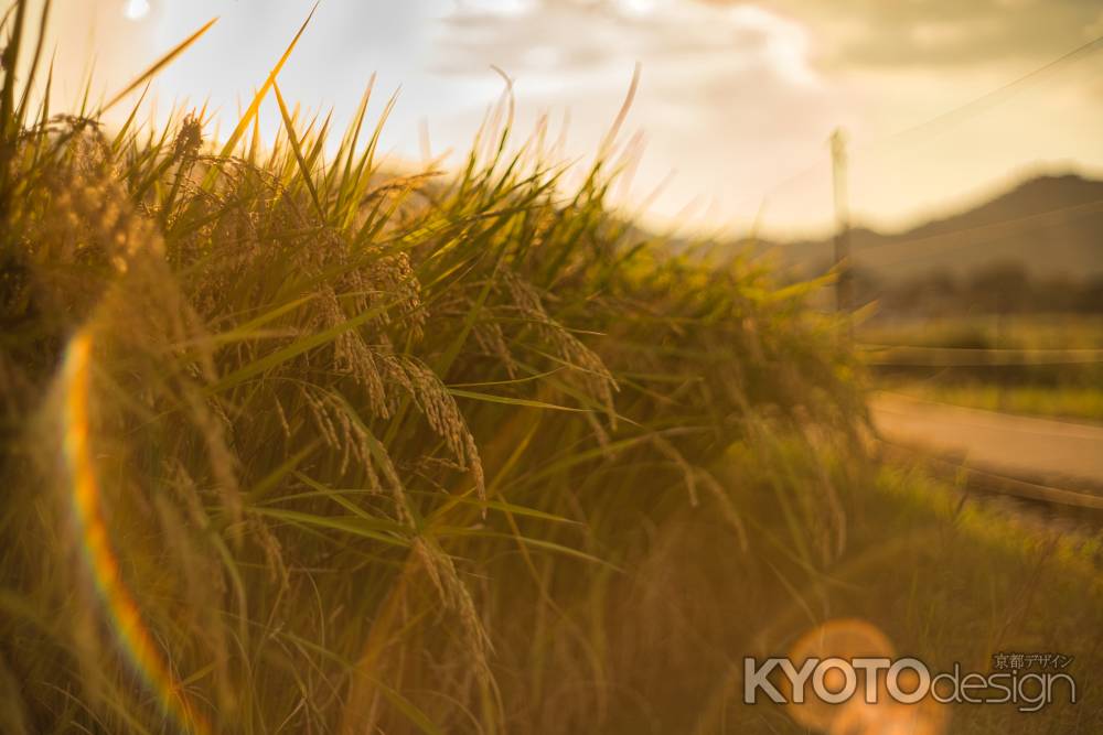 夕陽と稲