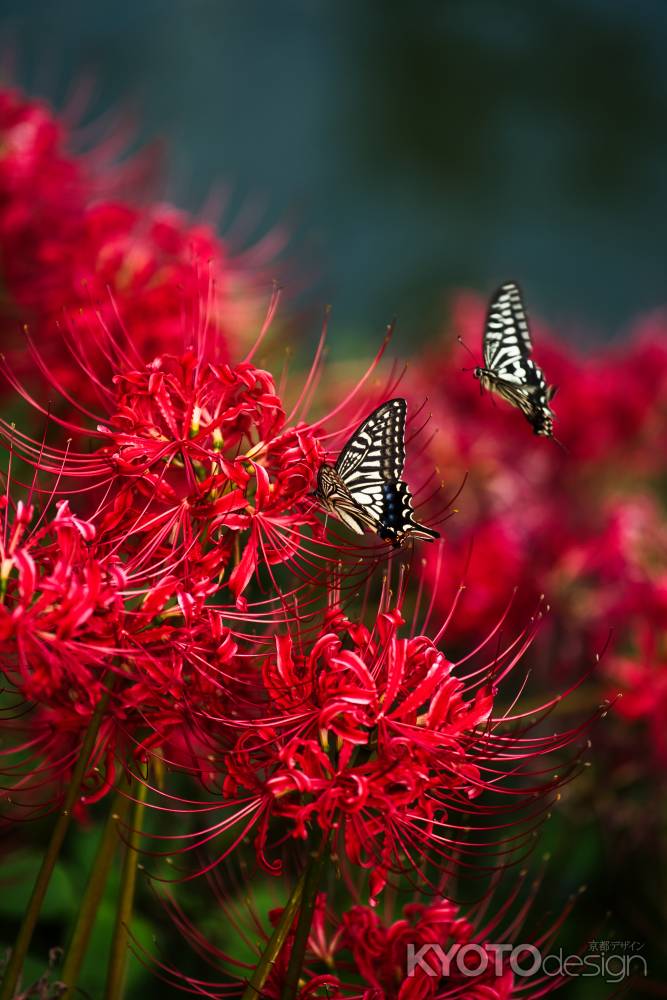 彼岸花と蝶