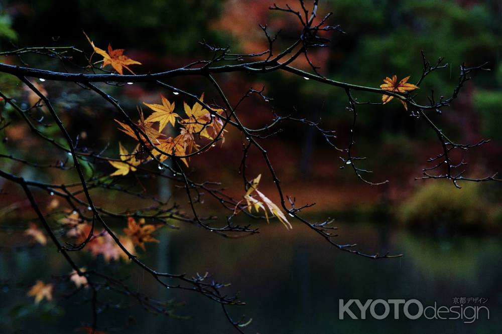 雨に残る紅葉