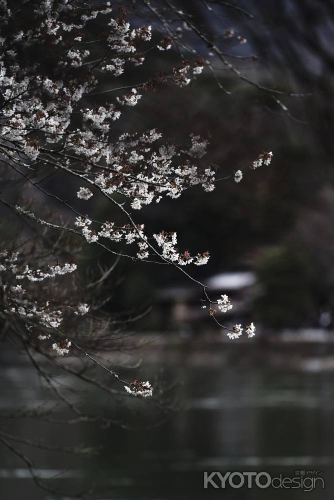 咲き始めた嵐山