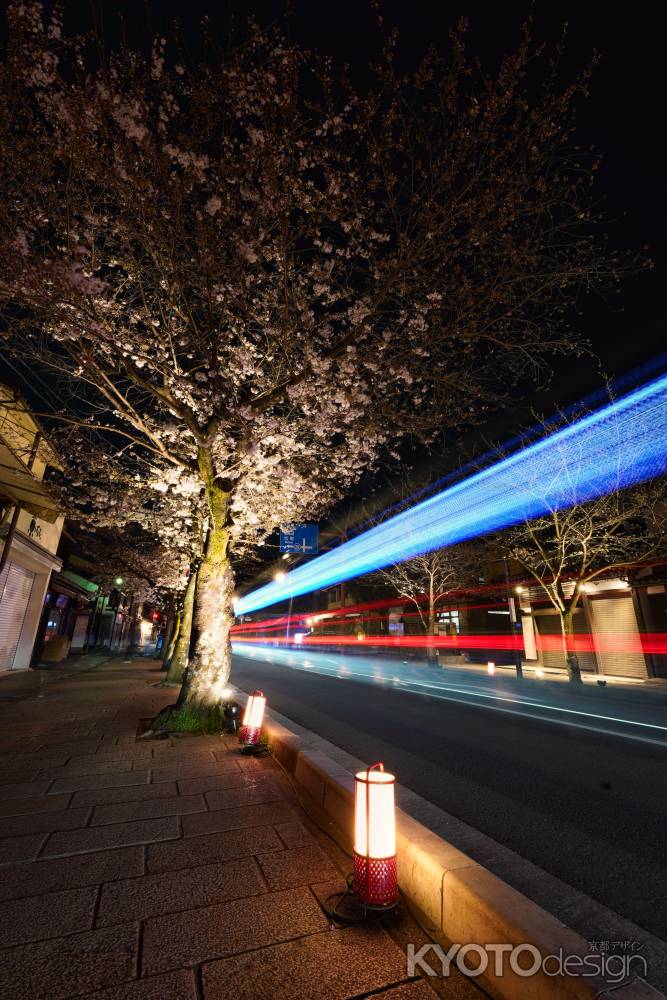 嵐山の夜桜