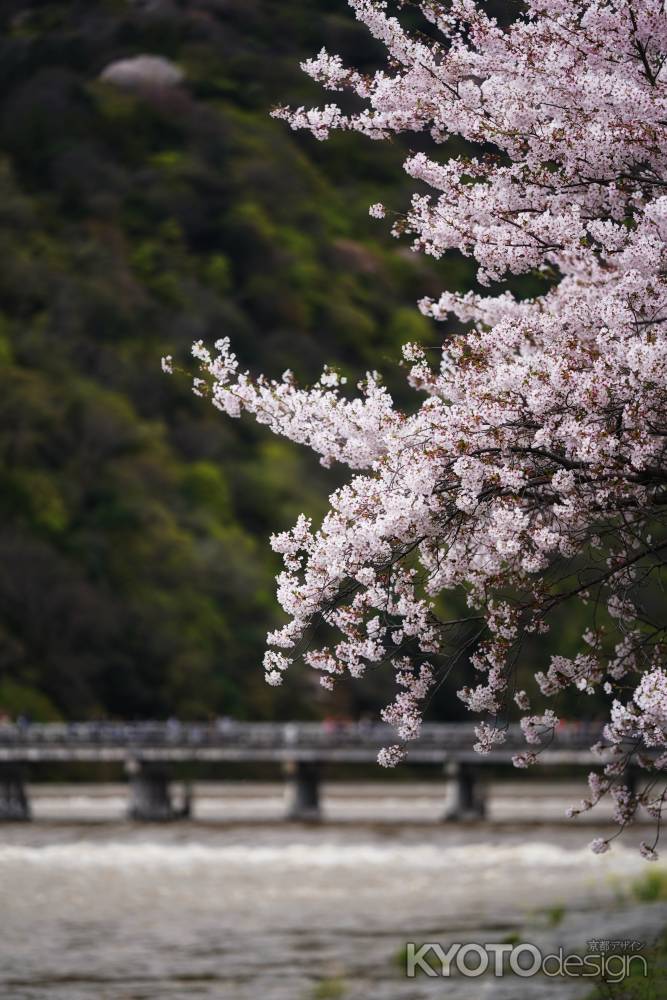 嵐山の桜