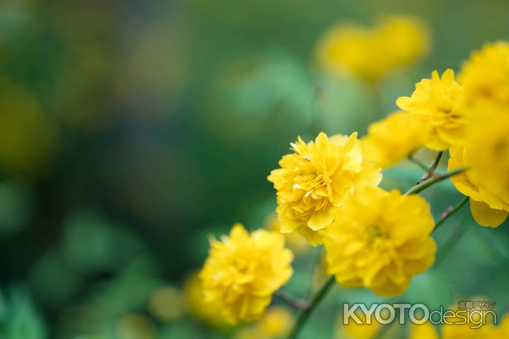 松尾大社の山吹