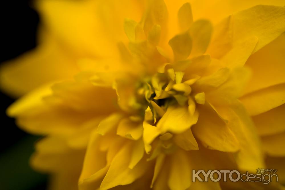 松尾大社の山吹