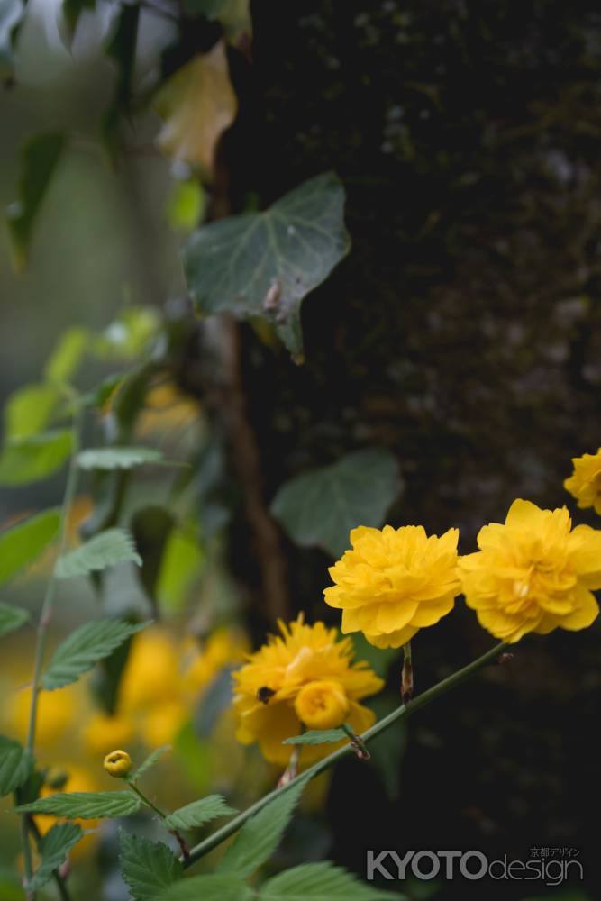 松尾大社の山吹