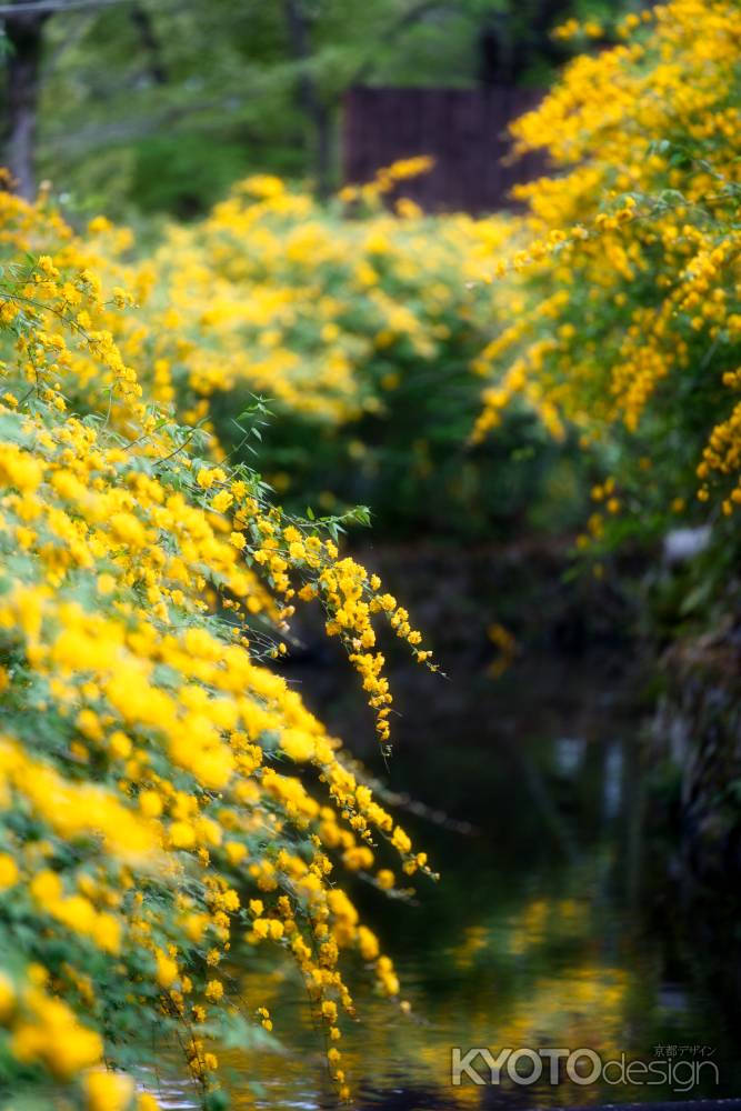 松尾大社の山吹