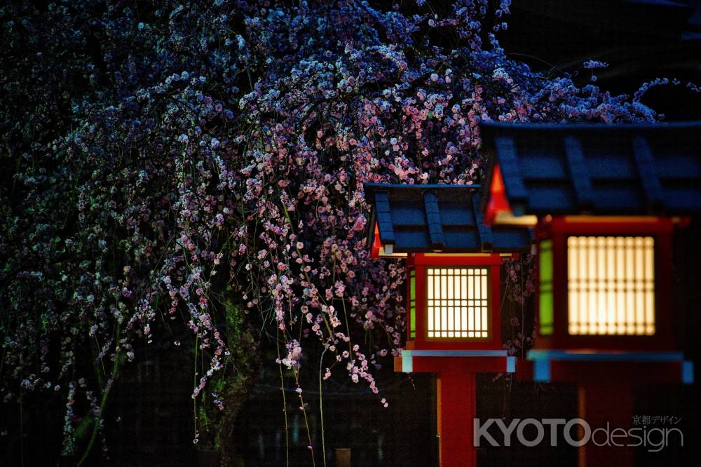 車折神社の枝垂れ梅