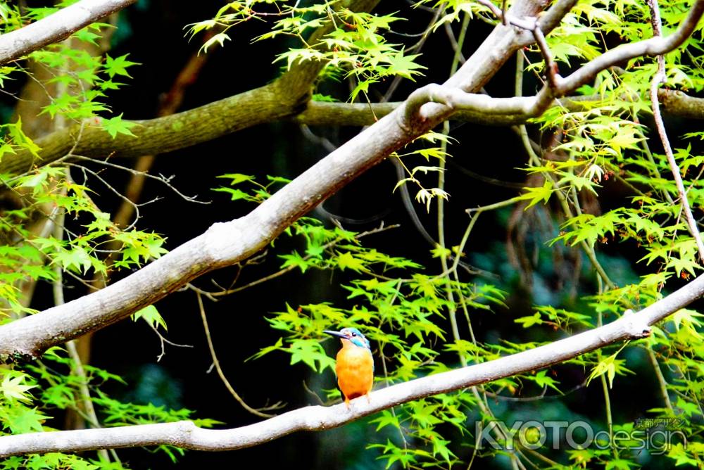 新緑とカワセミ