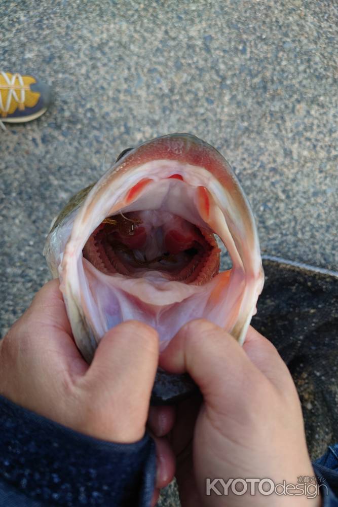 だからオオクチ