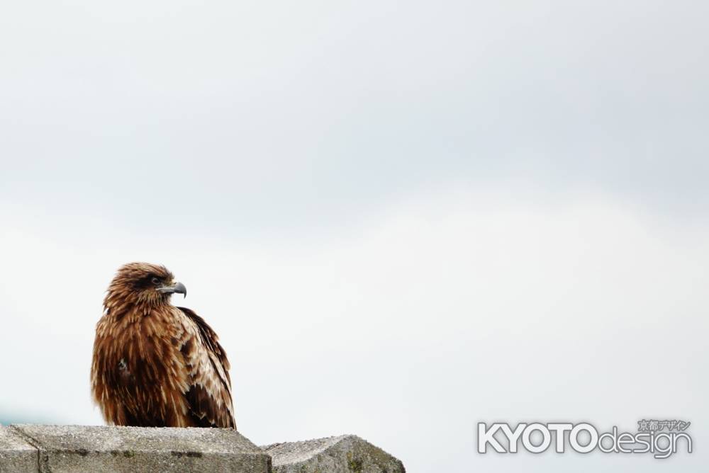 強風に何を思う