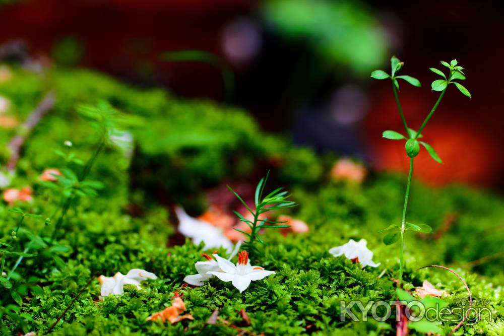 エゴノキと苔の新緑