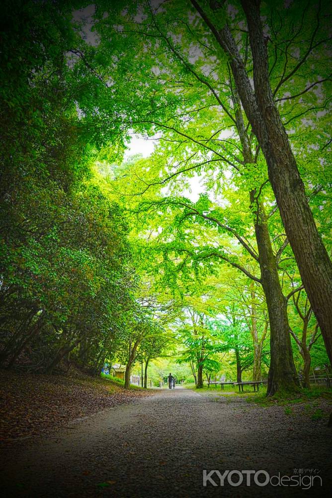 新緑の山科疏水