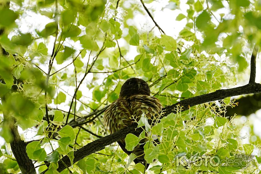 アオバズクの定位置