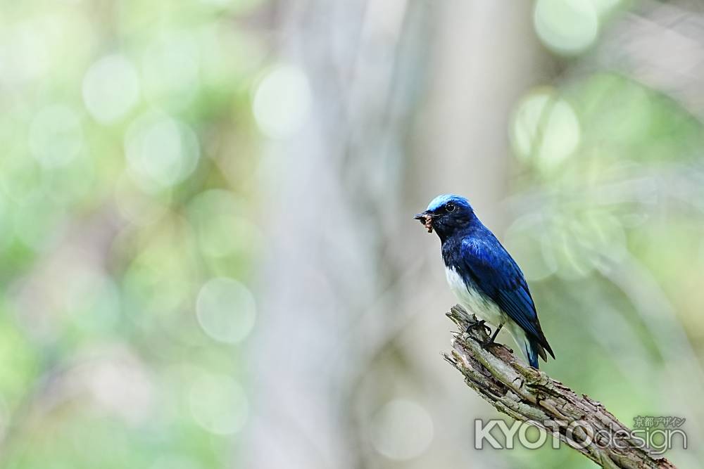 新緑とオオルリ