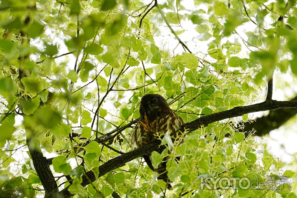 アオバズクの足裏
