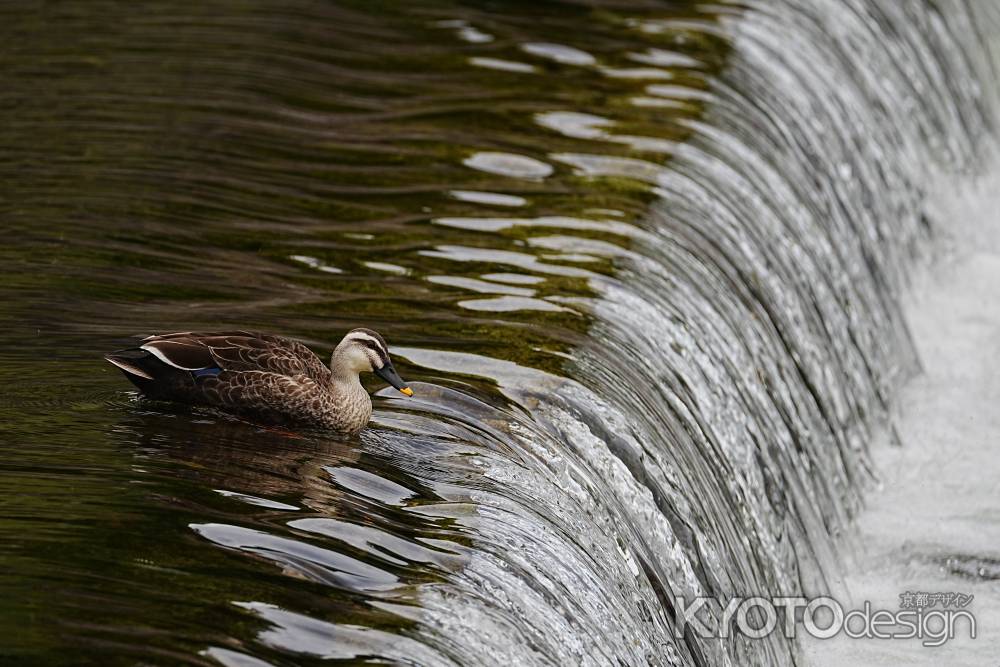 鴨川とカルガモ