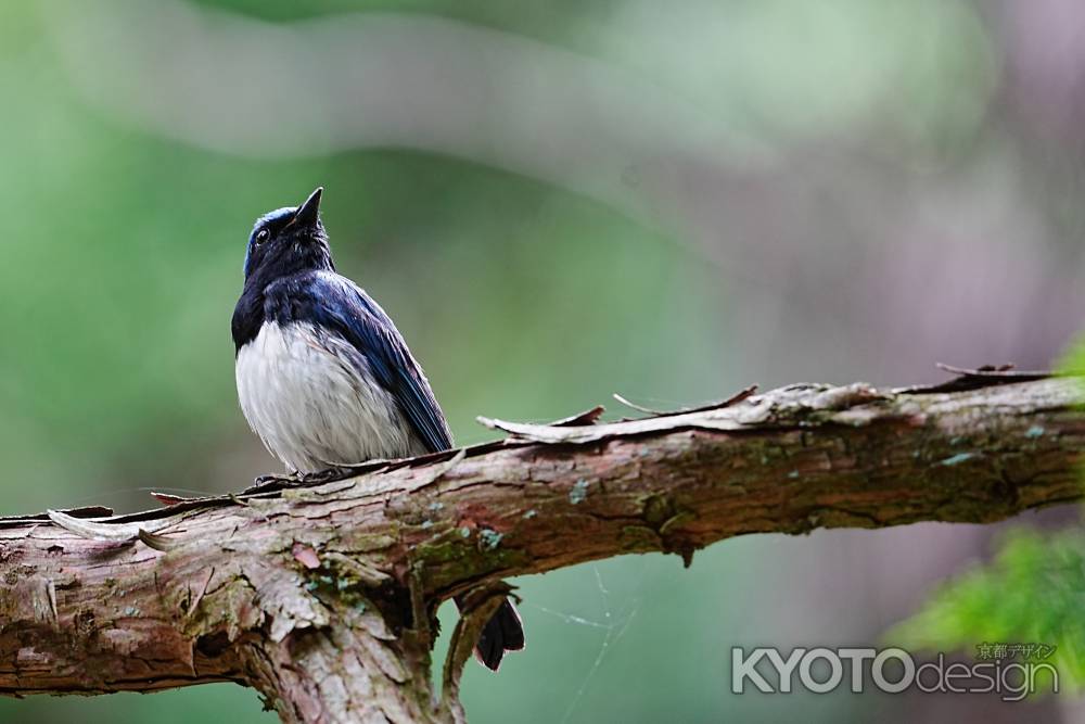なにをしようか