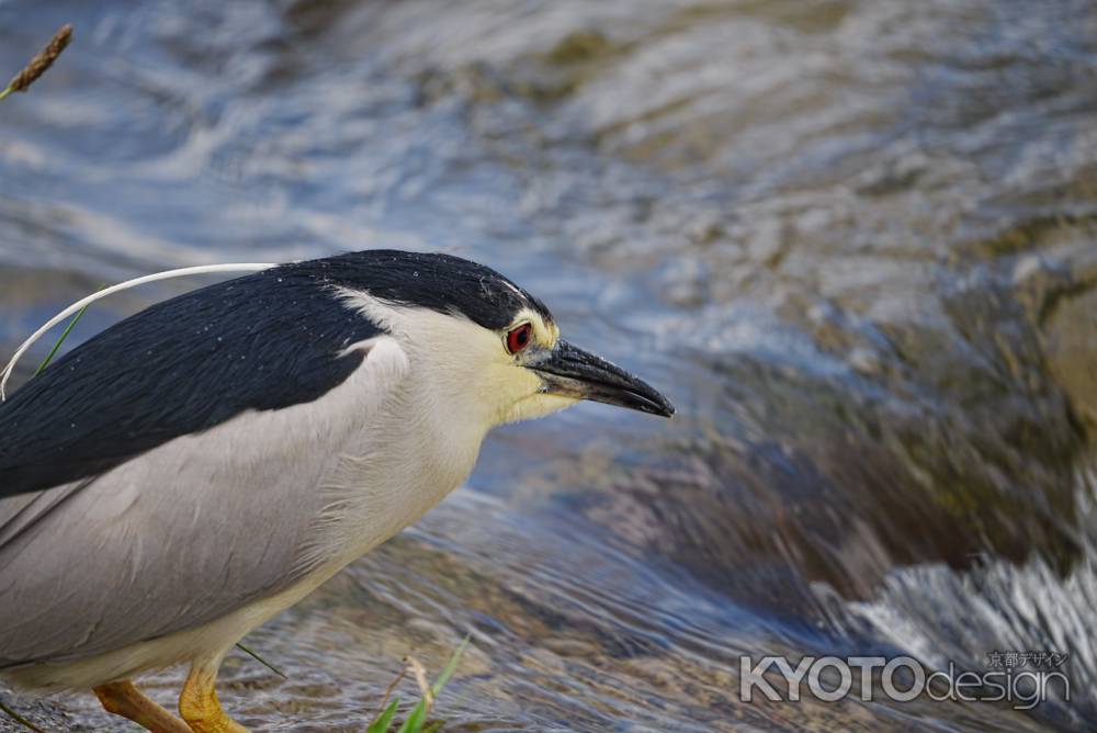 今年も来た！ゴイの季節！
