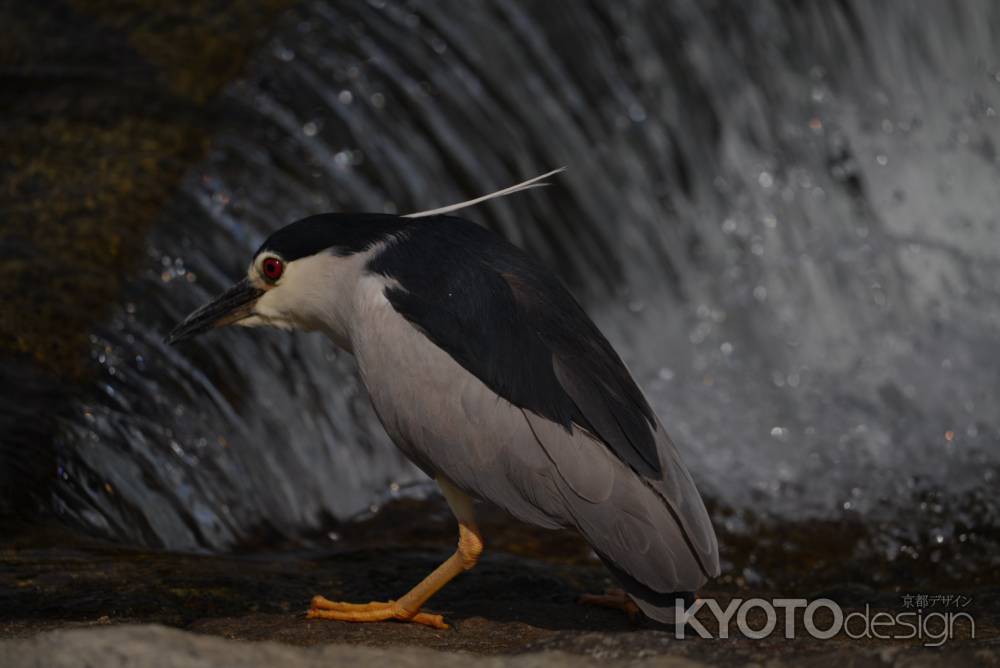夏はゴイサギ！