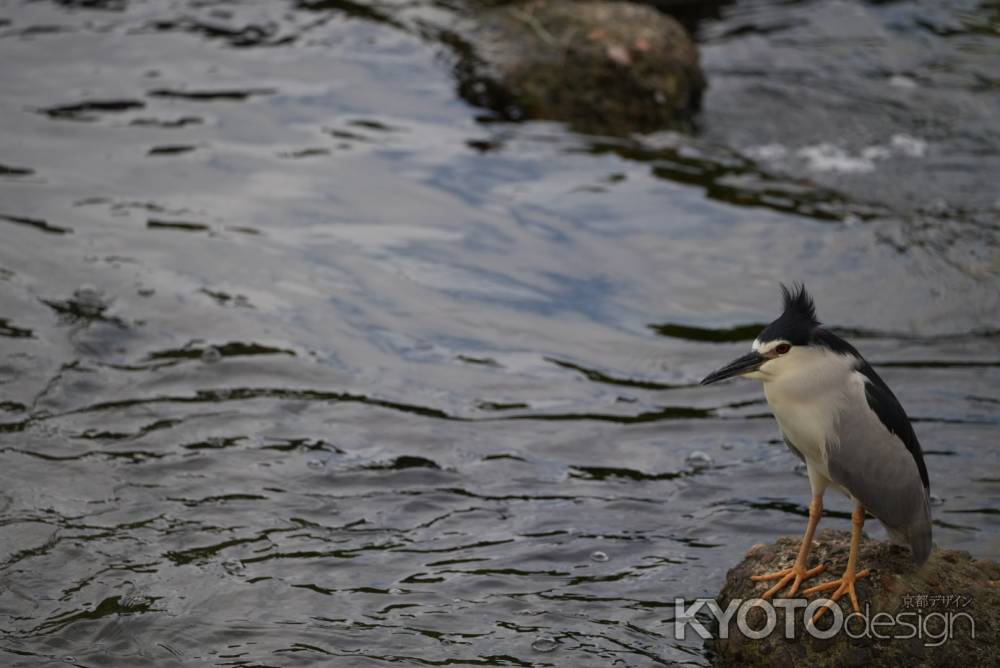 ゴイサギと追い風