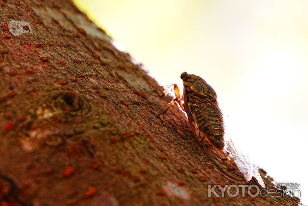 ツクツクボウシ