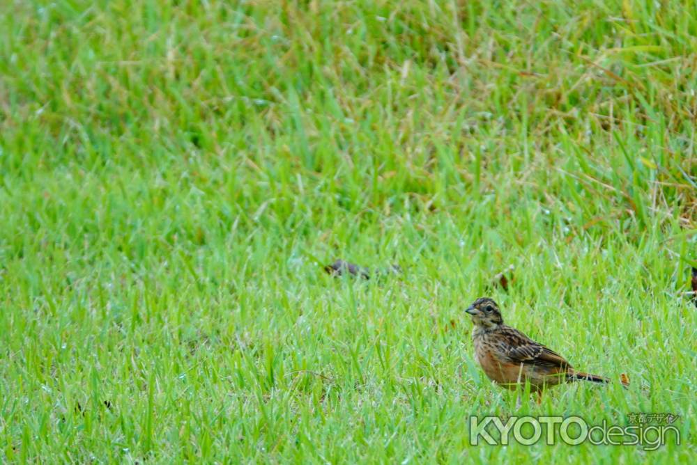 採餌の若ホオジロ