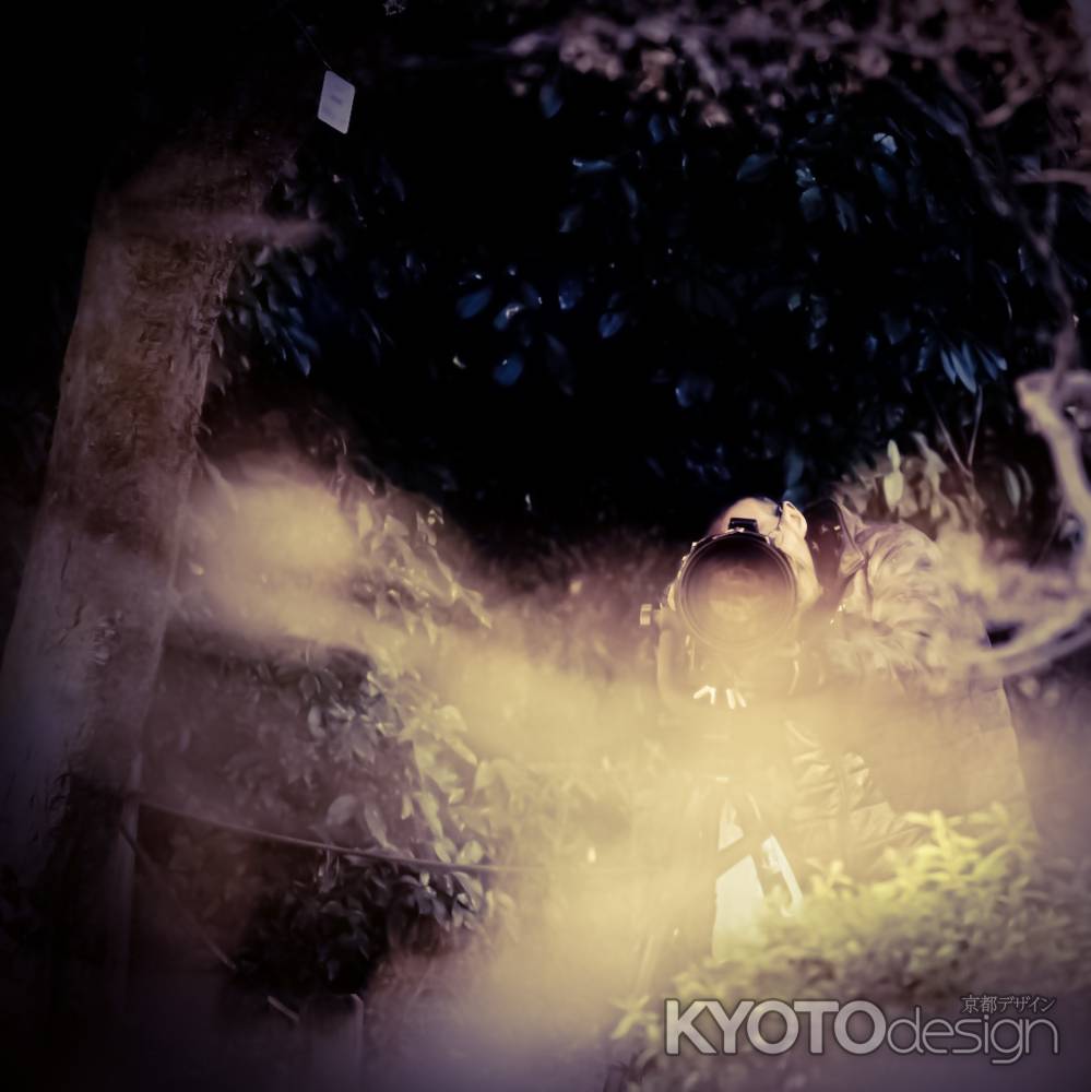 カワセミの気持ち